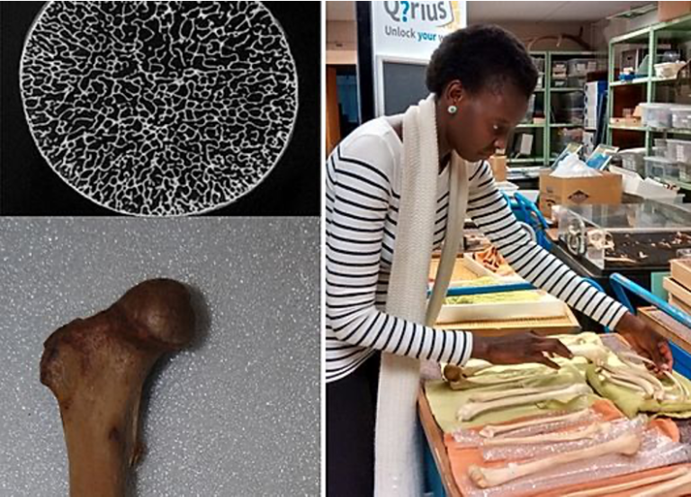 An investigation of bone density and strength in non-human mammals; Habiba Chirchir, PhD., Marshall University; Scientist studying bone density and physical exercise