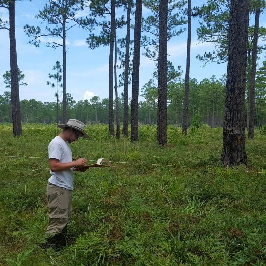 Quantifying the vulnerability of longleaf pine woodlands to drought; Kyle Palmquist, Marshall University, Department of Biological Sciences; Scientist in field taking notes